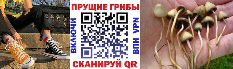 Псилоцибиновые грибы Cubensis  blacksprut ONION  Александровск 